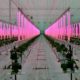 Veelbelovende toekomst LED lamp glastuinbouw Veelbelovende toekomst LED lamp glastuinbouw