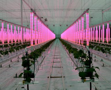 Promising future LED lamp horticulture - Lohuis Lighting & Energy