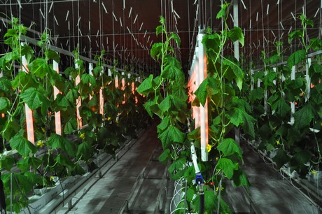 Lohuis Lighting & Energy horticulture