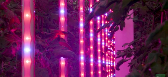 Anton Lohuis en de ontwikkeling van led en de voordelen ervan in de kas